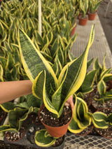 Sansevieria Laurentii