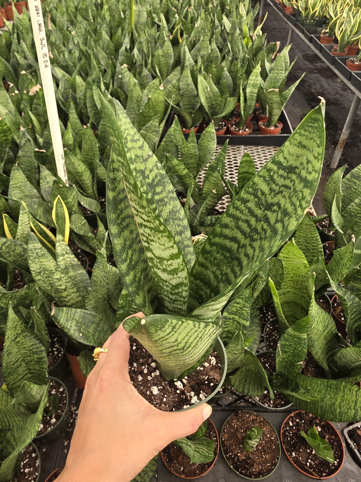 Sansevieria Zeylanica