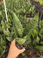 Sansevieria Zeylanica