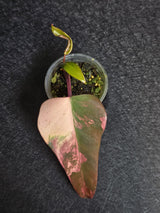 Variegated Philodendron Strawberry Shake - Rare Collector Plant - Exact Plant - US Seller