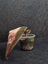 Variegated Philodendron Strawberry Shake - Rare Collector Plant - Exact Plant - US Seller