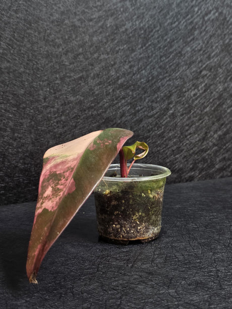Variegated Philodendron Strawberry Shake - Rare Collector Plant - Exact Plant - US Seller