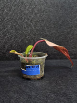 Variegated Philodendron Strawberry Shake - Rare Collector Plant - Exact Plant - US Seller