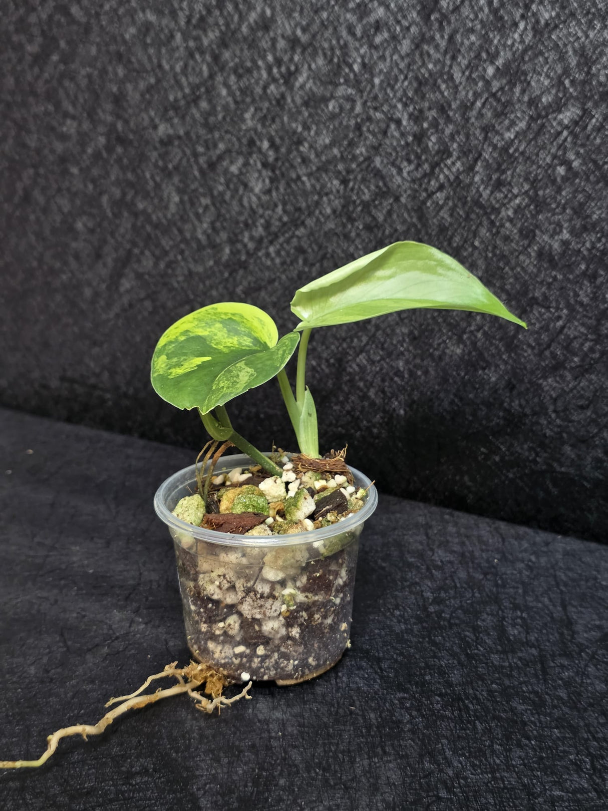 Scindapsus Jade Satin Variegated Plant - Rare Tropical - EXACT Plant - US Seller