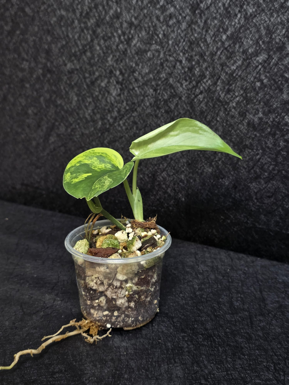 Scindapsus Jade Satin Variegated Plant - Rare Tropical - EXACT Plant - US Seller