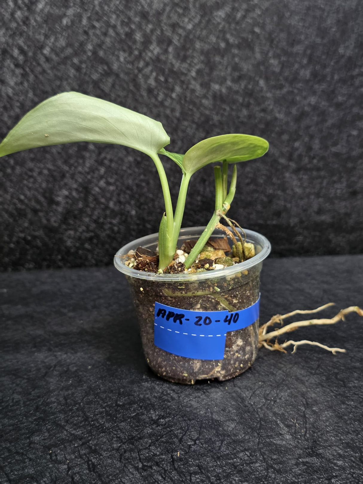 Scindapsus Jade Satin Variegated Plant - Rare Tropical - EXACT Plant - US Seller