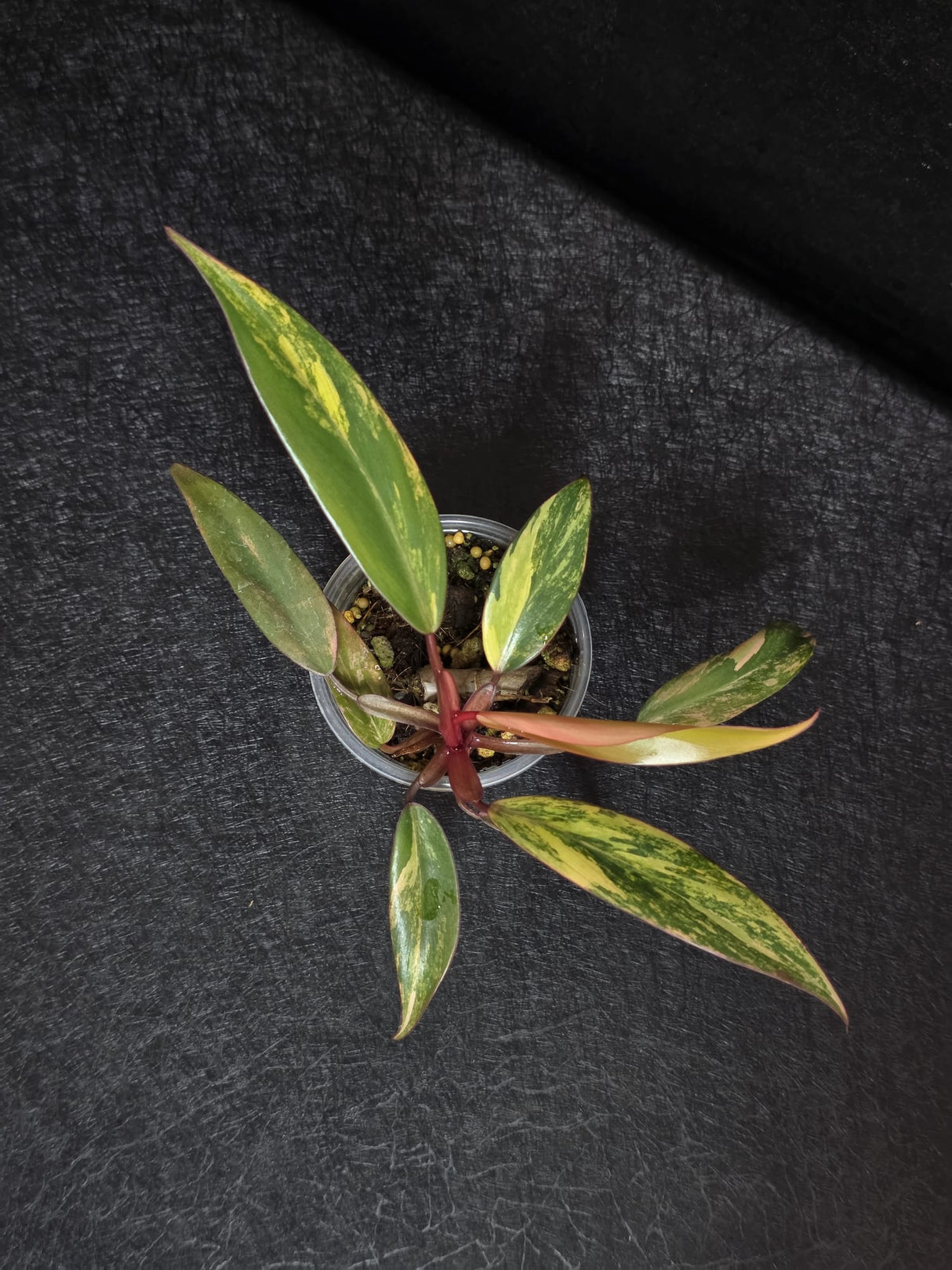 Variegated Philodendron Strawberry Shake - Rare Collector Plant - Exact Plant - US Seller