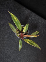 Variegated Philodendron Strawberry Shake - Rare Collector Plant - Exact Plant - US Seller