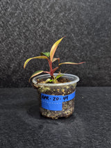 Variegated Philodendron Strawberry Shake - Rare Collector Plant - Exact Plant - US Seller