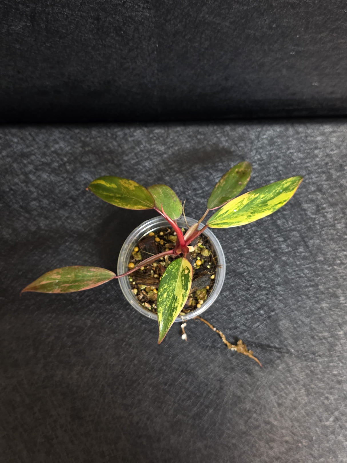 Variegated Philodendron Strawberry Shake - Rare Collector Plant - Exact Plant - US Seller