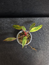 Variegated Philodendron Strawberry Shake - Rare Collector Plant - Exact Plant - US Seller