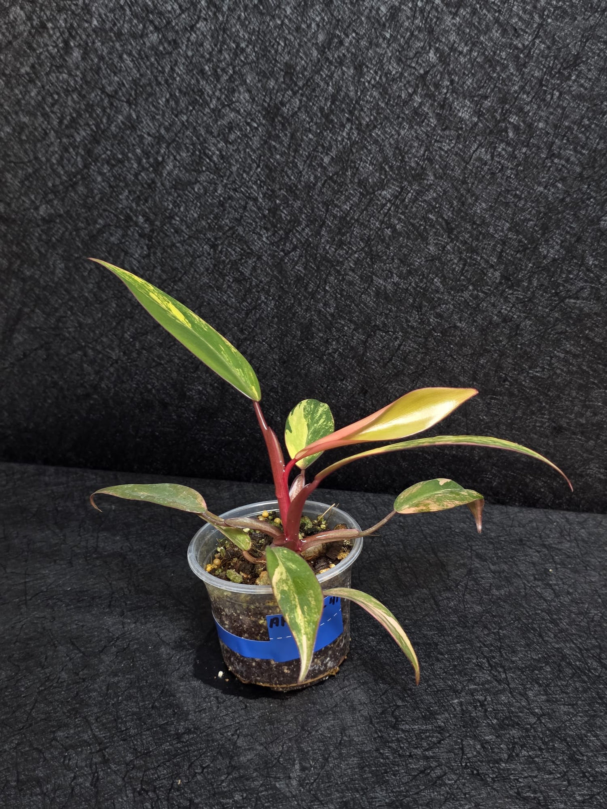 Variegated Philodendron Strawberry Shake - Rare Collector Plant - Exact Plant - US Seller