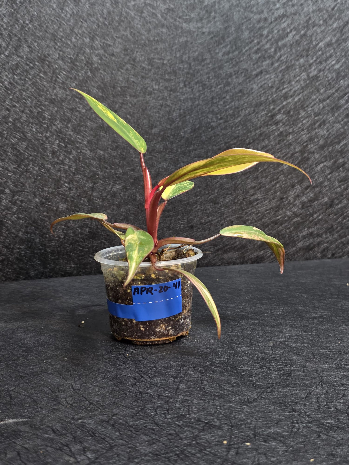 Variegated Philodendron Strawberry Shake - Rare Collector Plant - Exact Plant - US Seller