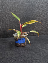 Variegated Philodendron Strawberry Shake - Rare Collector Plant - Exact Plant - US Seller