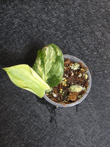 Scindapsus Jade Satin Variegated Plant - Rare Tropical - EXACT Plant - US Seller