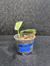 Scindapsus Jade Satin Variegated Plant - Rare Tropical - EXACT Plant - US Seller