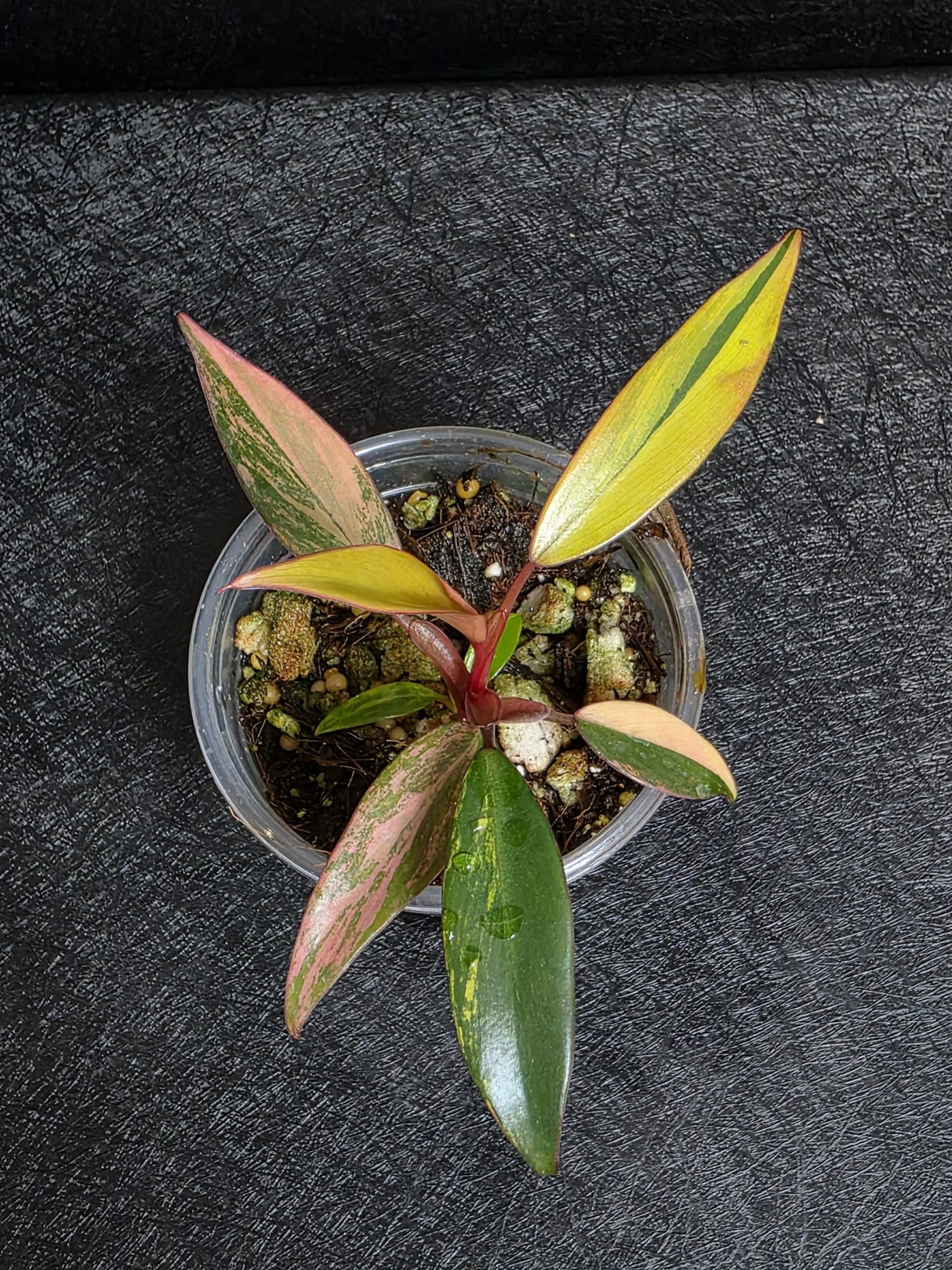 Variegated Philodendron Strawberry Shake - Rare Collector Plant - Exact Plant - US Seller