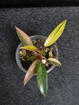Variegated Philodendron Strawberry Shake - Rare Collector Plant - Exact Plant - US Seller