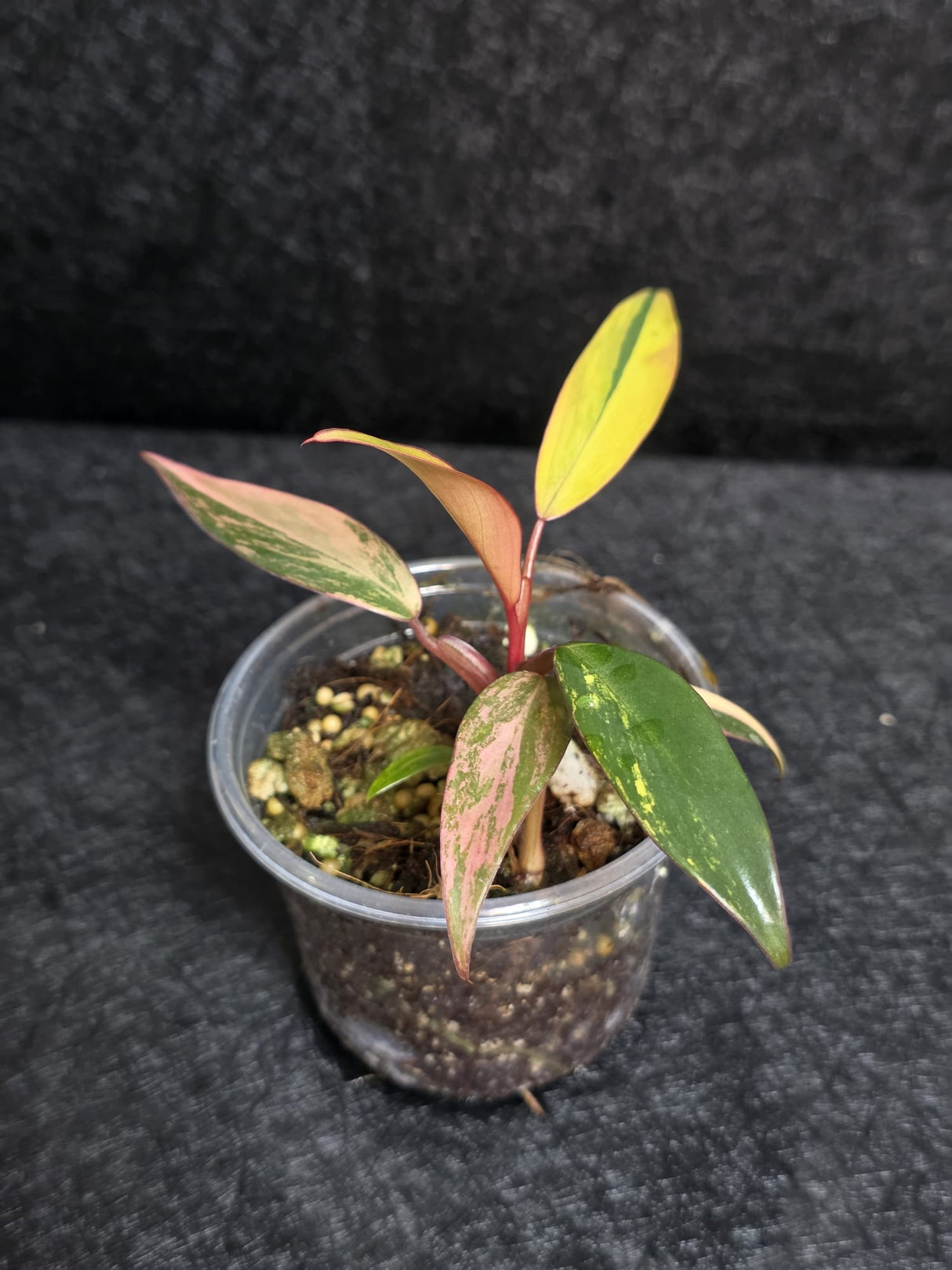 Variegated Philodendron Strawberry Shake - Rare Collector Plant - Exact Plant - US Seller