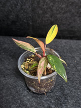 Variegated Philodendron Strawberry Shake - Rare Collector Plant - Exact Plant - US Seller