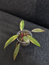Variegated Philodendron Strawberry Shake - Rare Collector Plant - Exact Plant - US Seller