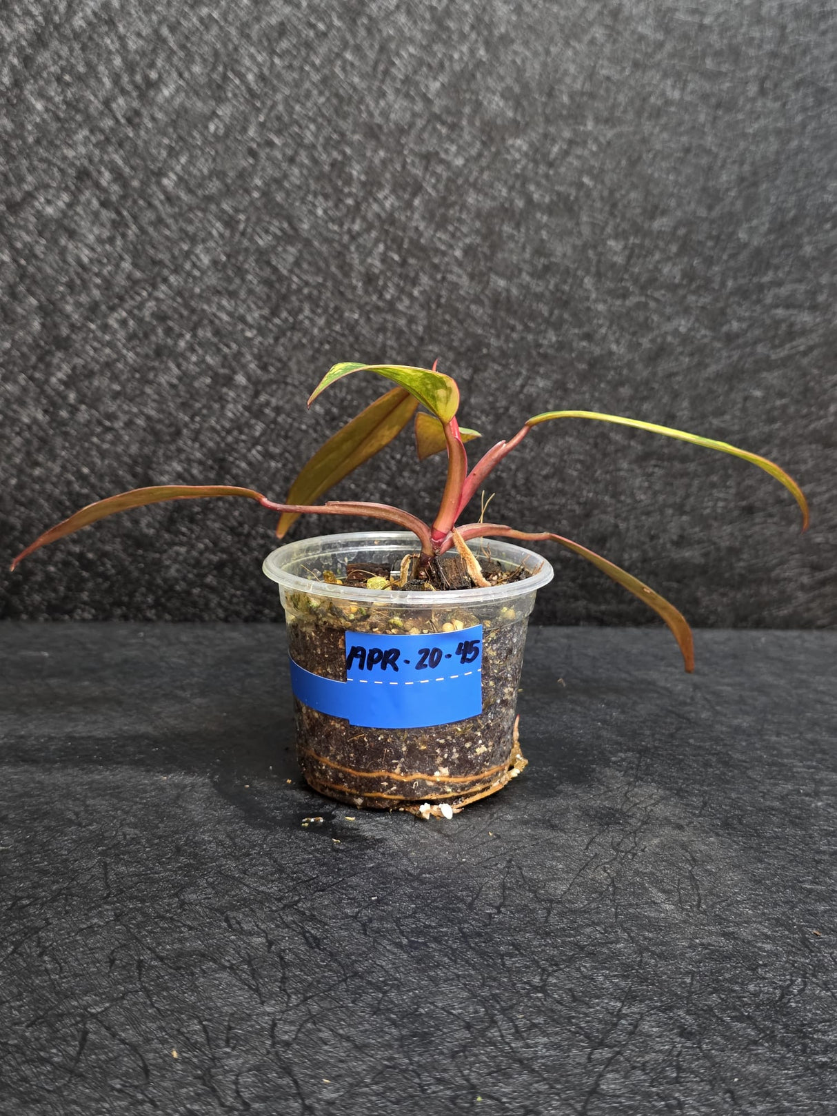 Variegated Philodendron Strawberry Shake - Rare Collector Plant - Exact Plant - US Seller