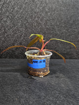 Variegated Philodendron Strawberry Shake - Rare Collector Plant - Exact Plant - US Seller