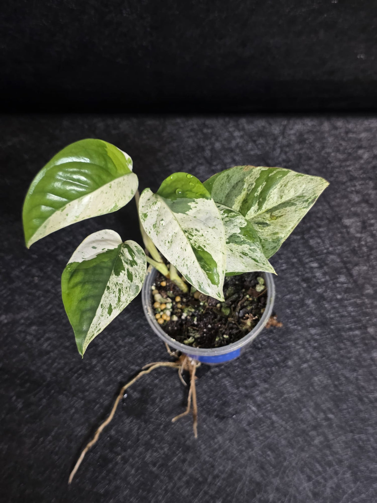 RARE Variegated Epipremnum Pinnatum Albo - Exact SAME Plant - US Seller