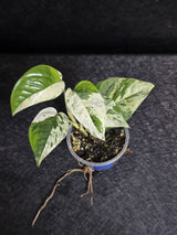 RARE Variegated Epipremnum Pinnatum Albo - Exact SAME Plant - US Seller