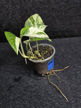RARE Variegated Epipremnum Pinnatum Albo - Exact SAME Plant - US Seller