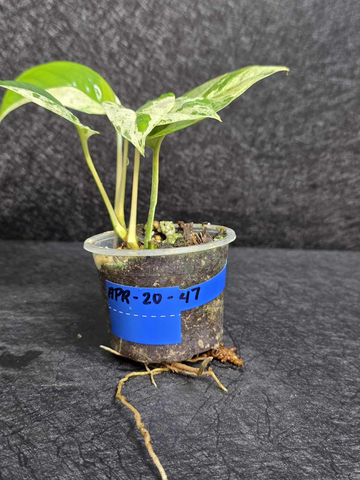 RARE Variegated Epipremnum Pinnatum Albo - Exact SAME Plant - US Seller