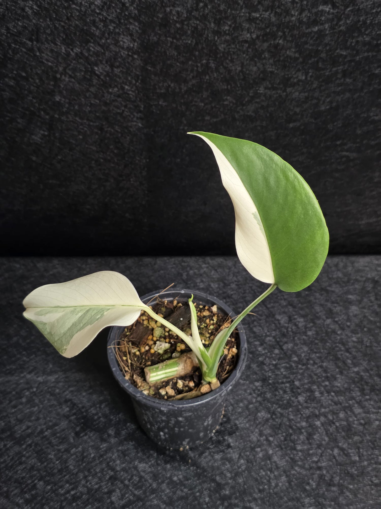 Variegated Monstera Albo - Rare White Monstera Borsigiana Baby Leaf EXACT Plant - US Seller