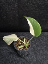 Variegated Monstera Albo - Rare White Monstera Borsigiana Baby Leaf EXACT Plant - US Seller
