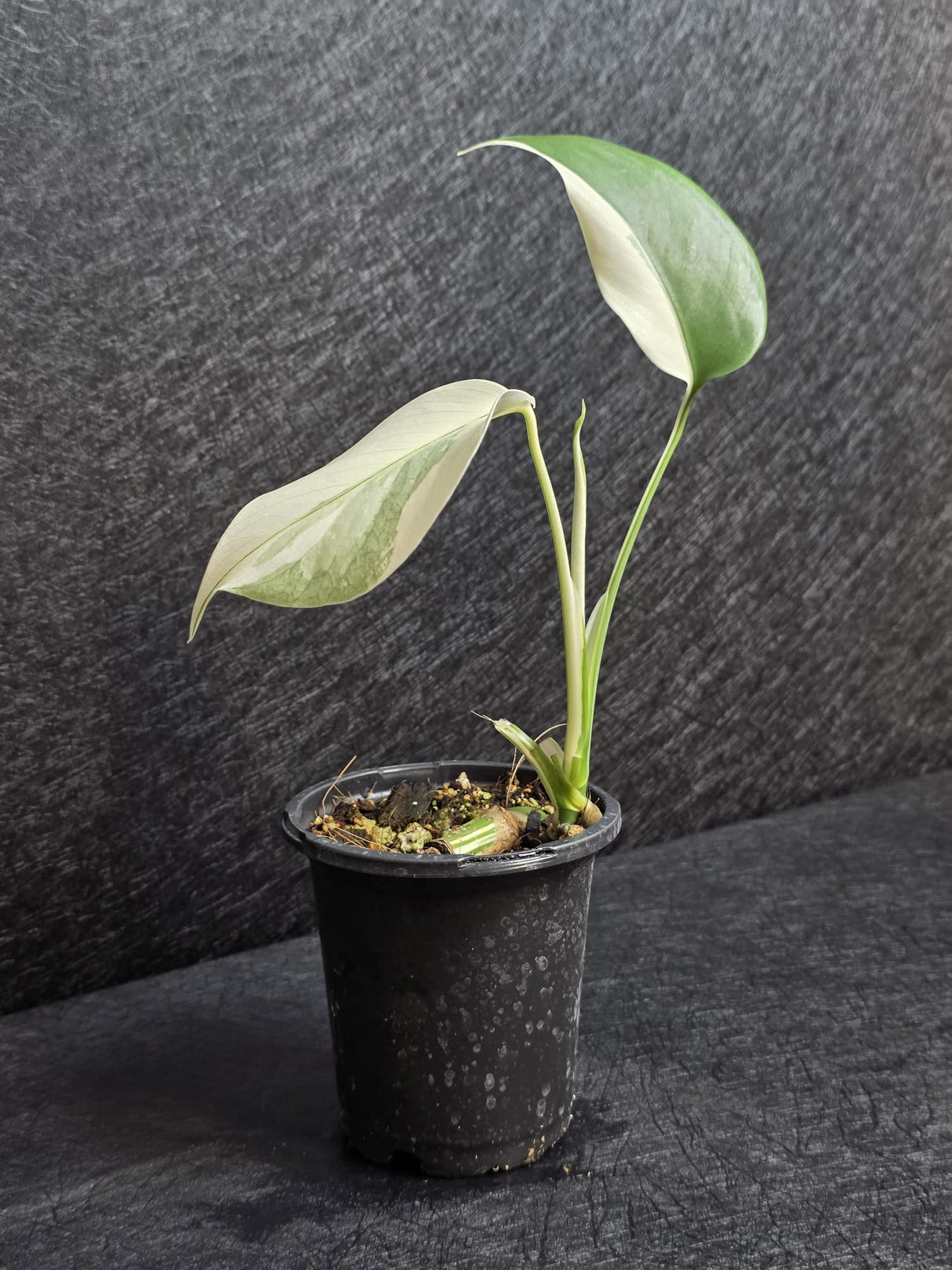 Variegated Monstera Albo - Rare White Monstera Borsigiana Baby Leaf EXACT Plant - US Seller