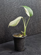 Variegated Monstera Albo - Rare White Monstera Borsigiana Baby Leaf EXACT Plant - US Seller