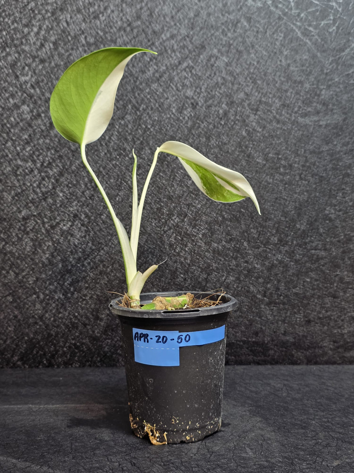 Variegated Monstera Albo - Rare White Monstera Borsigiana Baby Leaf EXACT Plant - US Seller