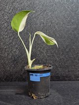 Variegated Monstera Albo - Rare White Monstera Borsigiana Baby Leaf EXACT Plant - US Seller