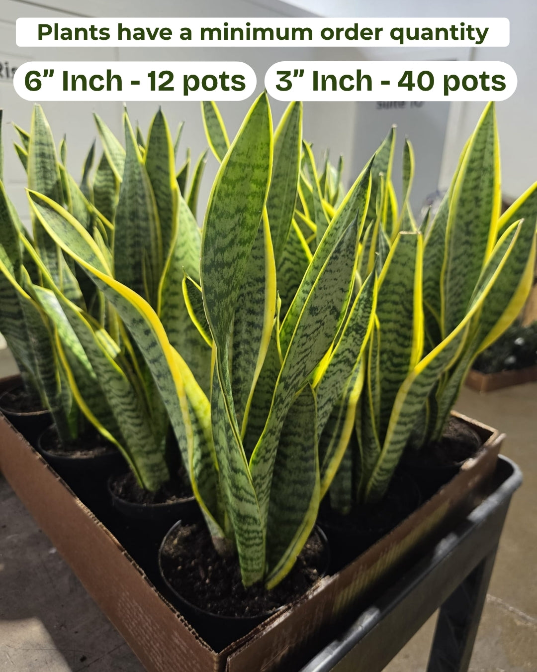 Wholesale-2" Rex Begonia Kotobuki - Colorful Leaf Plant for Home Decor