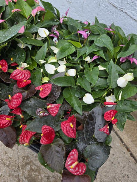 Anthurium indoor plant