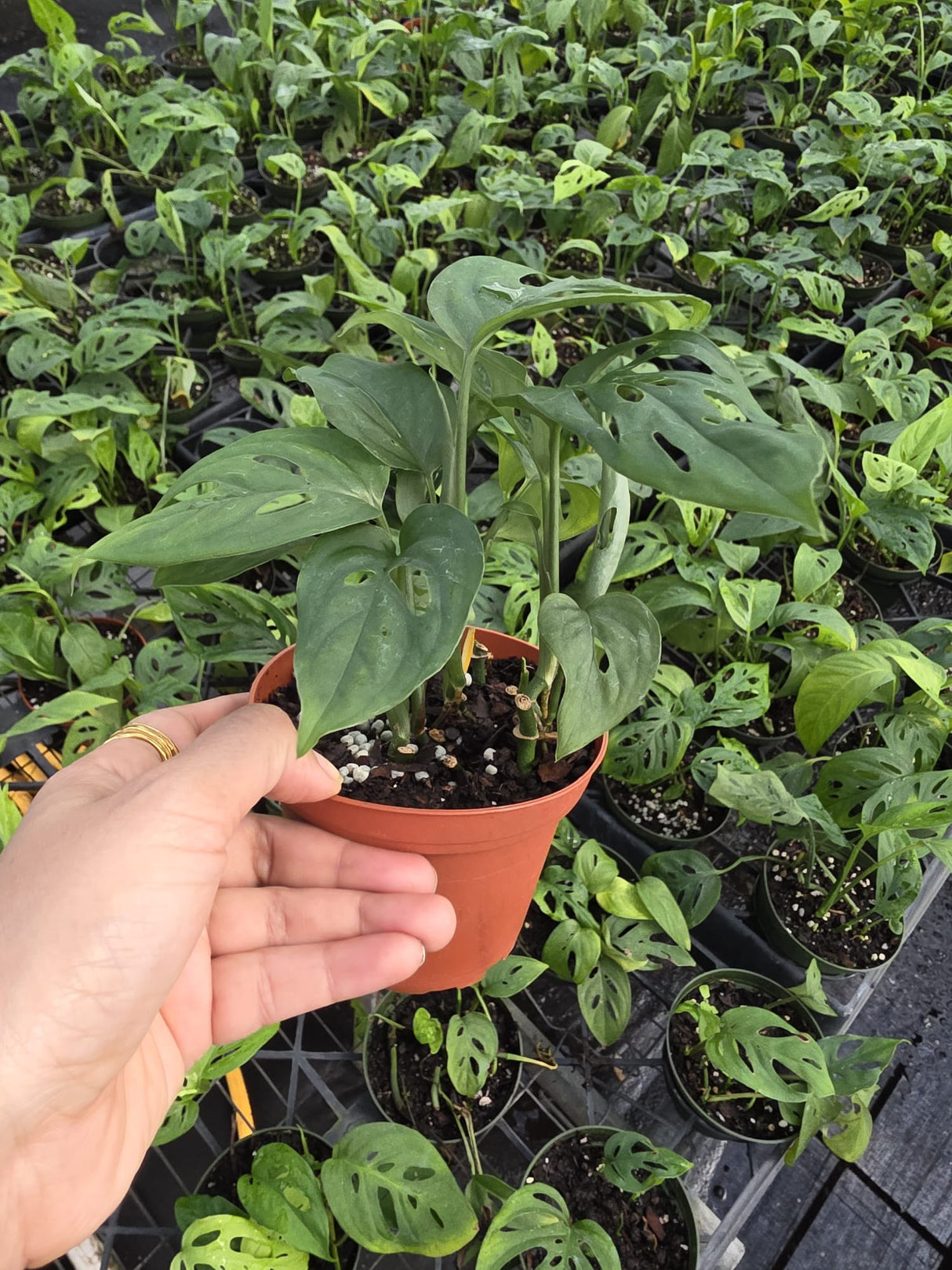 Swiss Cheese Plant