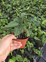 Swiss Cheese Plant