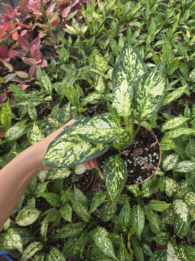 Aglaonema Snow White