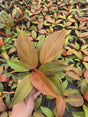Philodendron Red Sun Plant