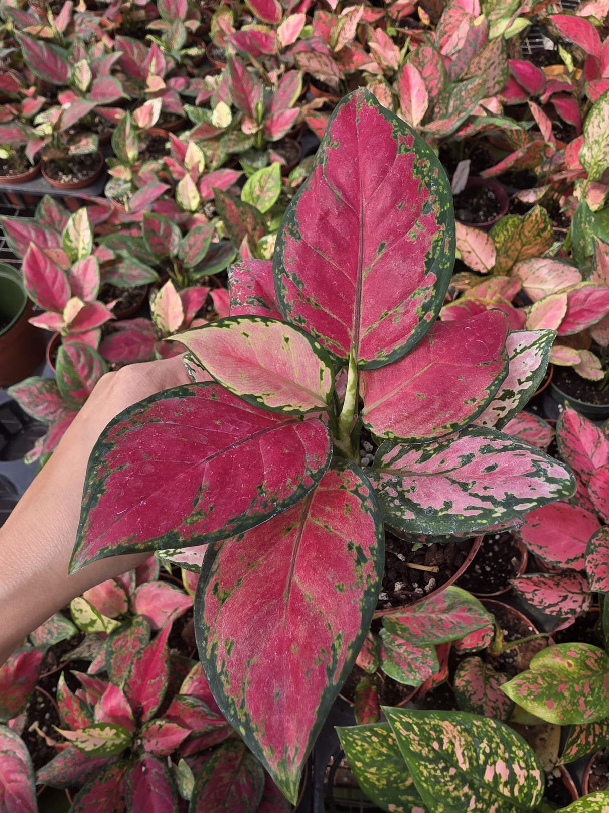 Wholesale- 4" Aglaonema Pink Star - Low Maintenance Plant for Home