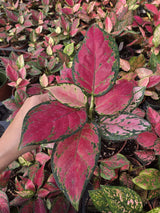Wholesale- 4" Aglaonema Pink Star - Low Maintenance Plant for Home