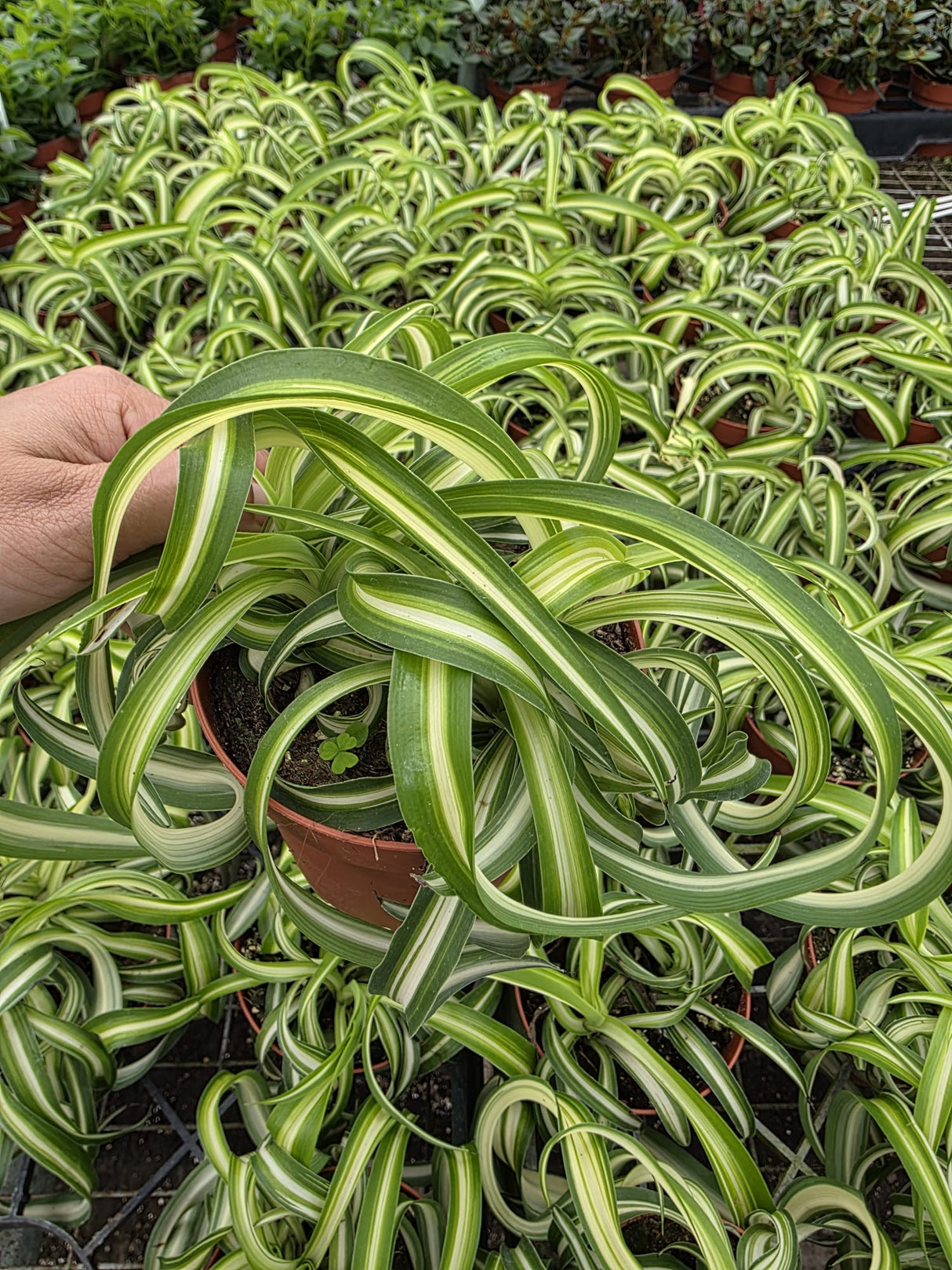 Spider Plant Curly Bonnie plant