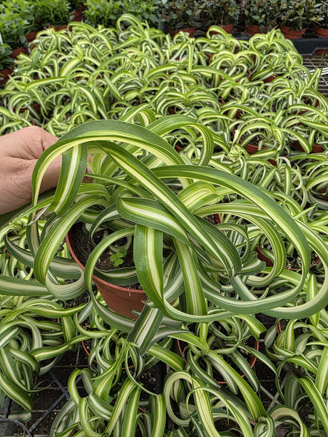 Spider Plant Curly Bonnie plant