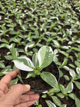 Philodendron White Wizard Variegated