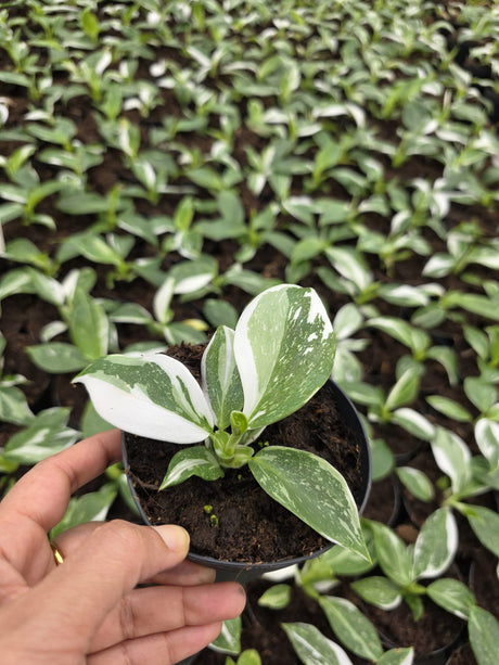 Philodendron White Wizard Variegated
