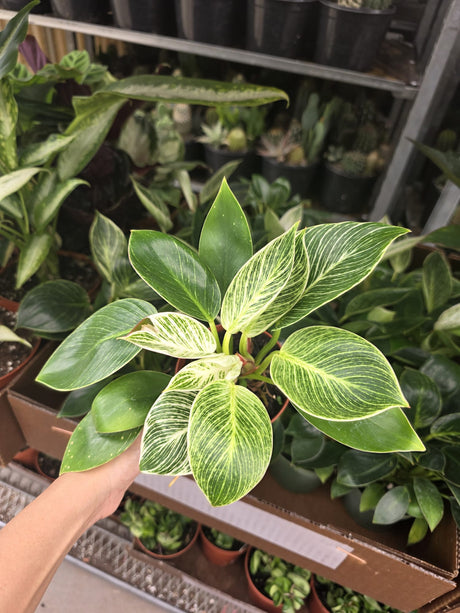 Philodendron Birkin